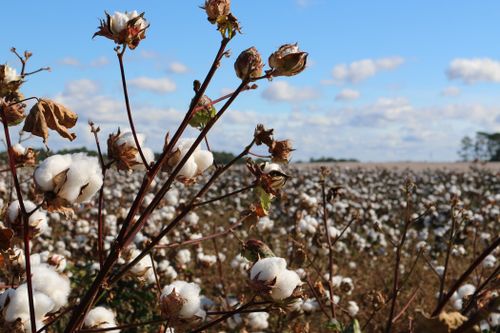 Le coton biologique