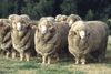 merinos mouton laine recyclee