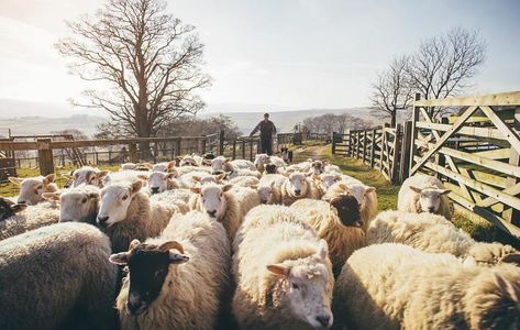 Bannière de RWS (Responsible Wool Standard)