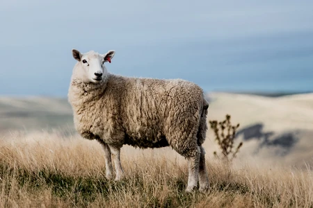 Bannière de PETA