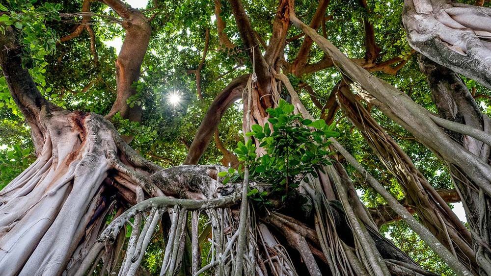 Qu'est-ce que le caoutchouc naturel ?