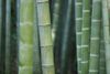 bambou tige pour textile
