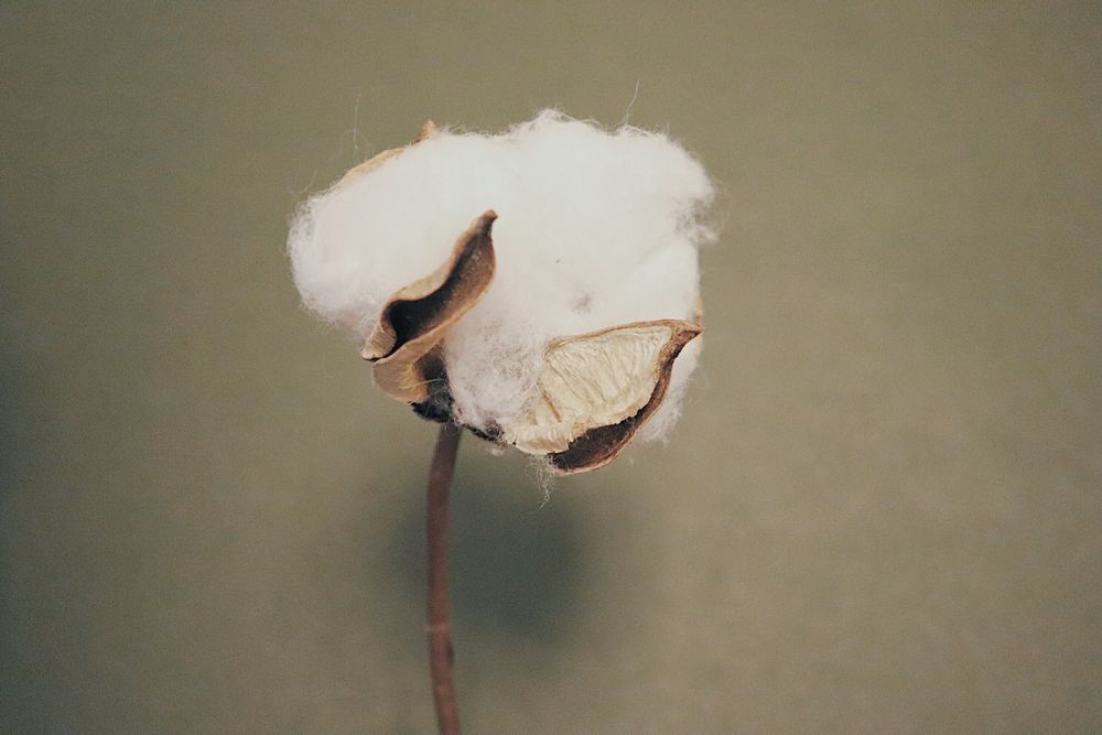 Qu'est-ce que le coton biologique ?