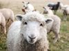laine poils mouton